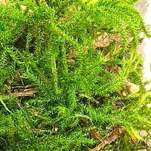 preserved green moss
